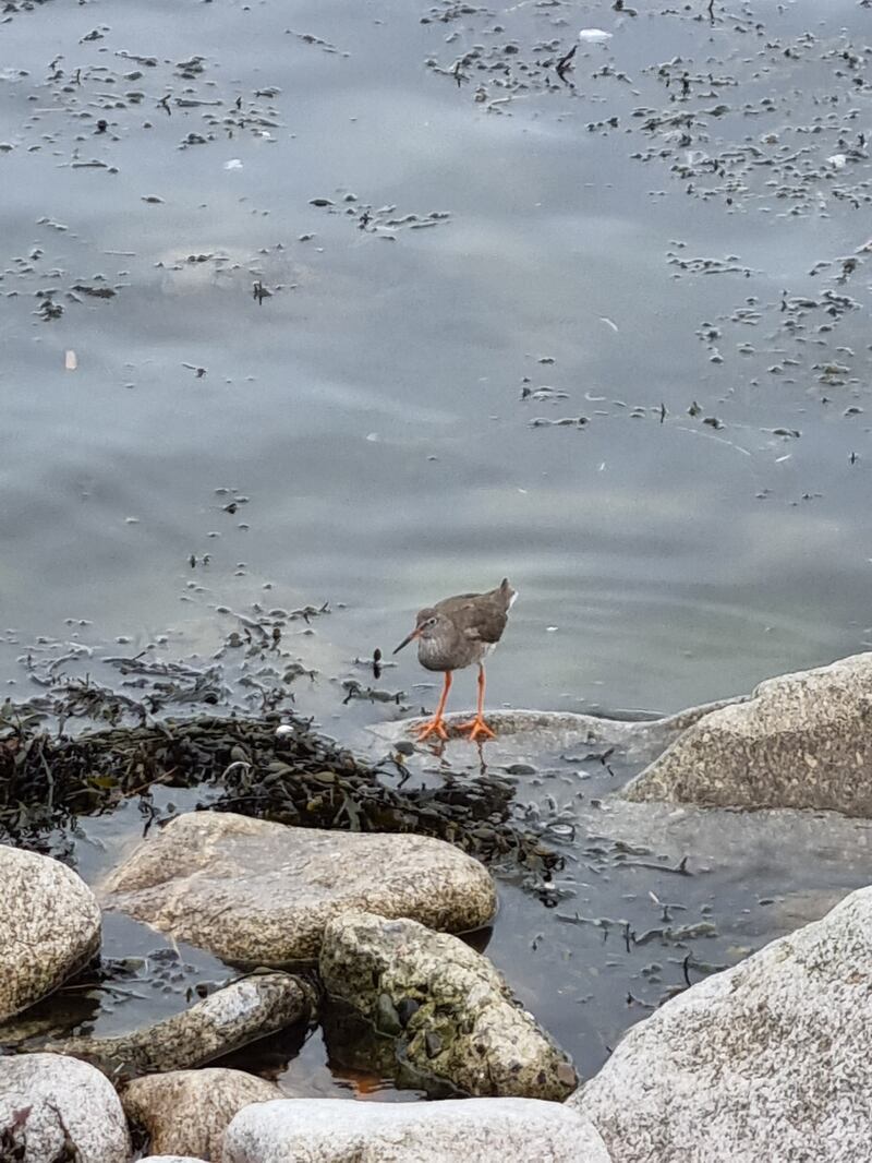 Redshank. Photograph: Sarah McGuinness
