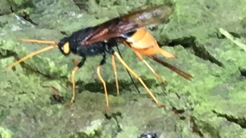 Horntail wasp