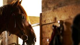 Thousands of horses awaiting slaughter