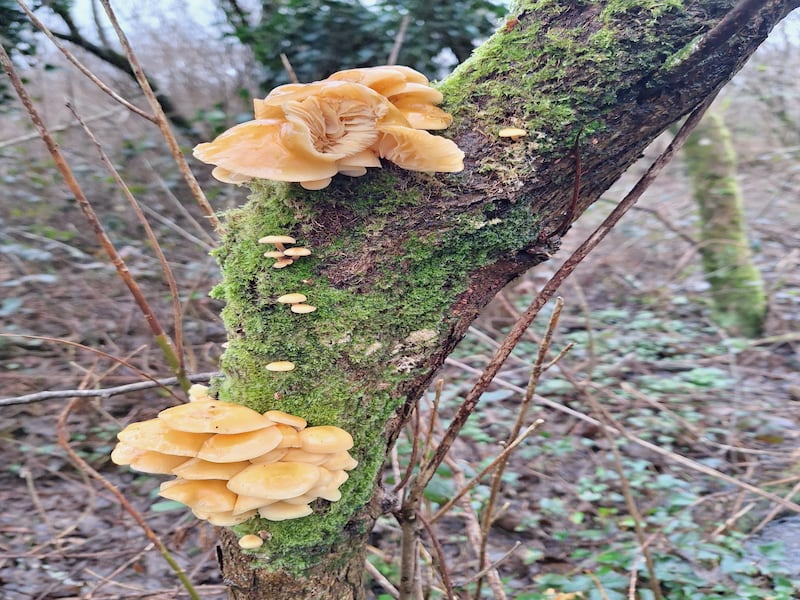 Fungus that is probably velvet shank. Photograph: Paul Dunne