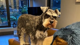 When a human I recognise walks past our house I almost join the dog and bark at them