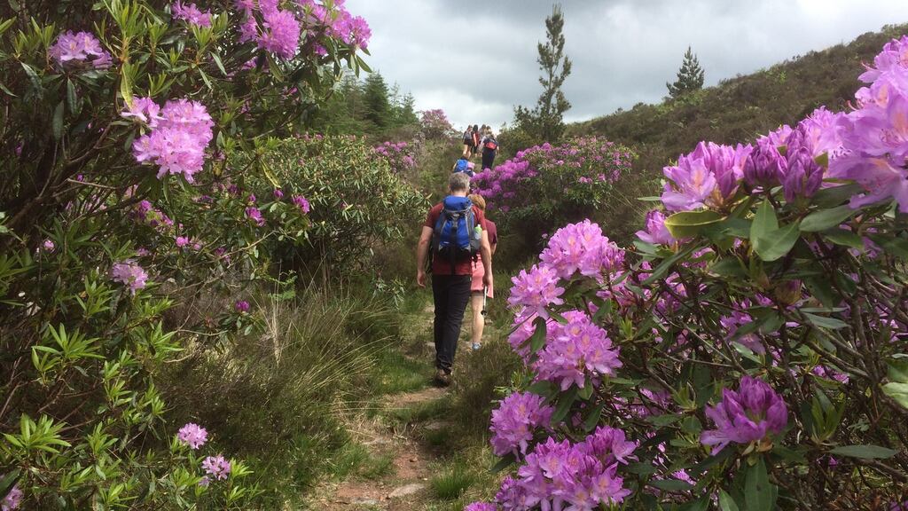 The rhododendron puts on a memorable display of colour in early summer, with clusters of bell-like flowers that create insanely unforgettable vistas.