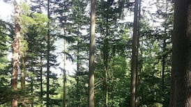 Continuous cover: a new approach to Irish forestry