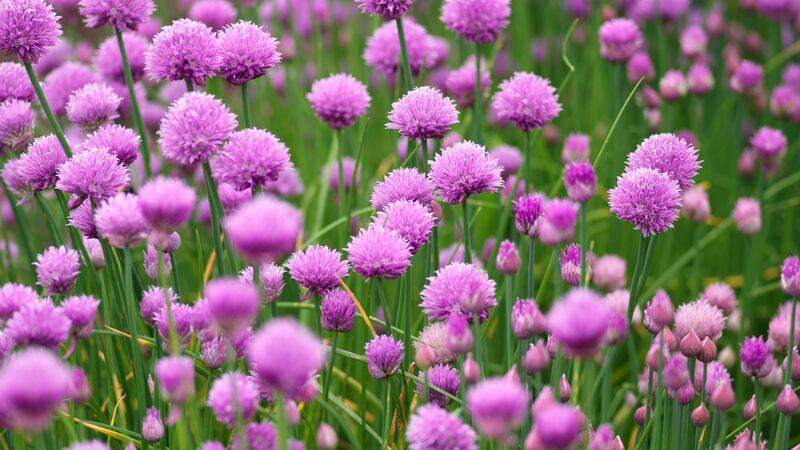 Chives  are easy to grow perennials. Photograph: Richard Johnston