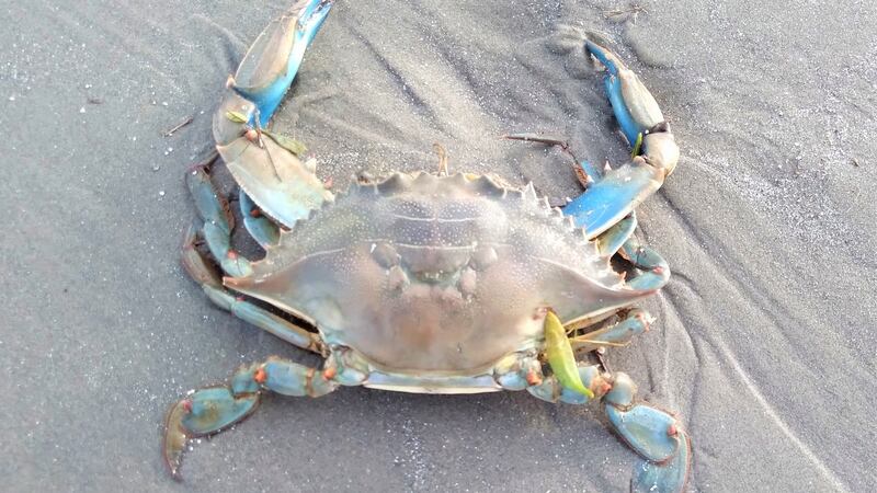 Blue crabs began to appear in the Mediterranean Sea in 1993, proliferating over the next 20 years and competing with indigenous species for space and food. Photograph: Ruth McManus/ National Biodiversity Data Centre