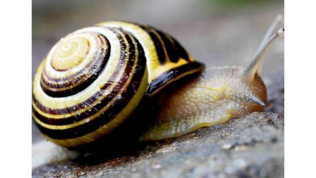 Poor water quality is contributing to the decline of snails