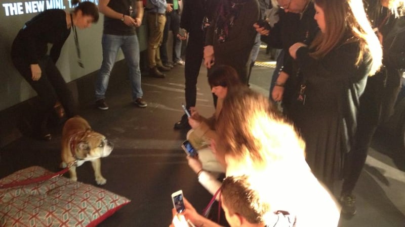 Spike, a British bulldog that is to feature heavily in the new car’s ad campaign.