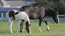 Up to 70 horses seized in Cork crackdown