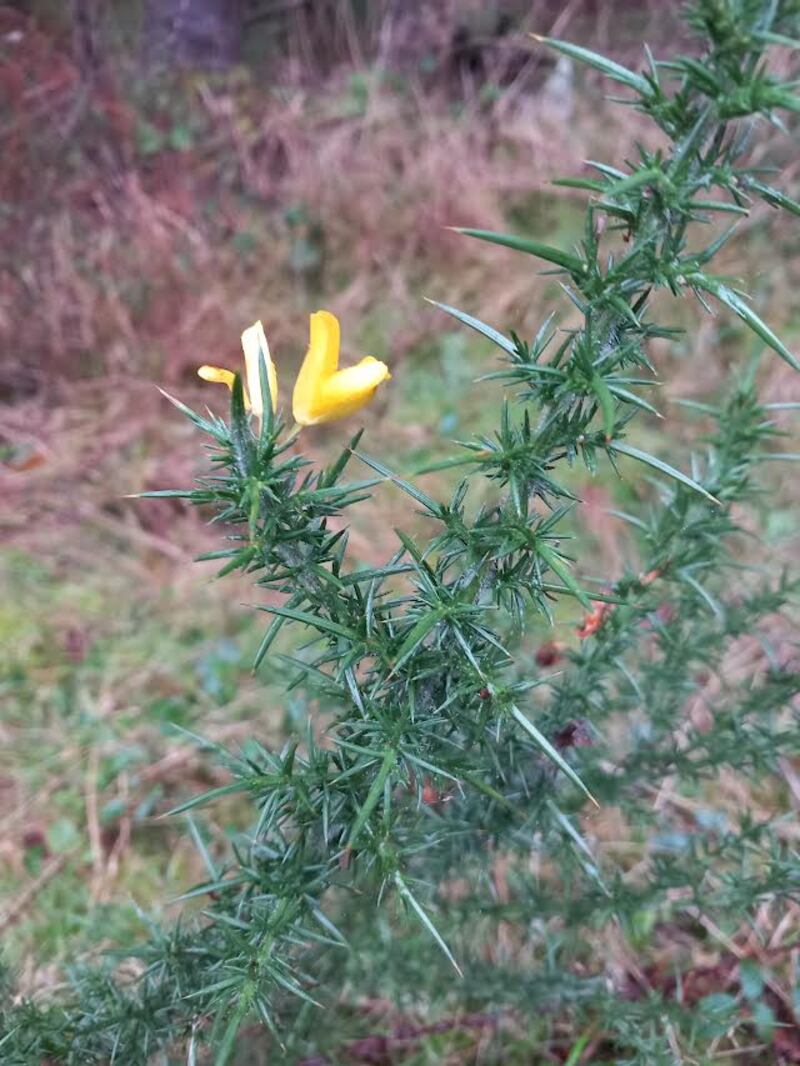 Furze. Photograph supplied by T Doran