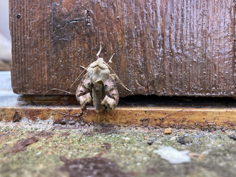 An angle shades moth, supplied by Aisling Dunne
