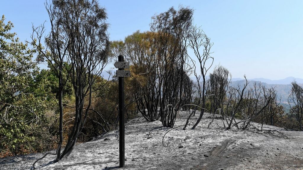A burnt forest on the slopes of Mount Etna, in Sicily. Photograph: Salvatore Cavalli