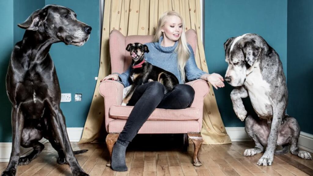 Dog days: from Ciarán Healy’s DIT series The Familiar Wolf