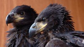 Risk to eagles cited among reasons for Kerry wind farm refusal