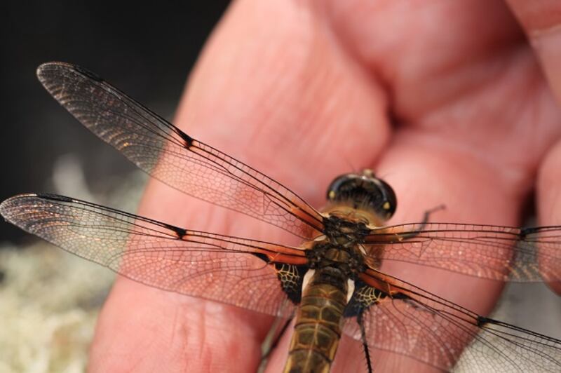 Rare and special fauna in Cavan bogs