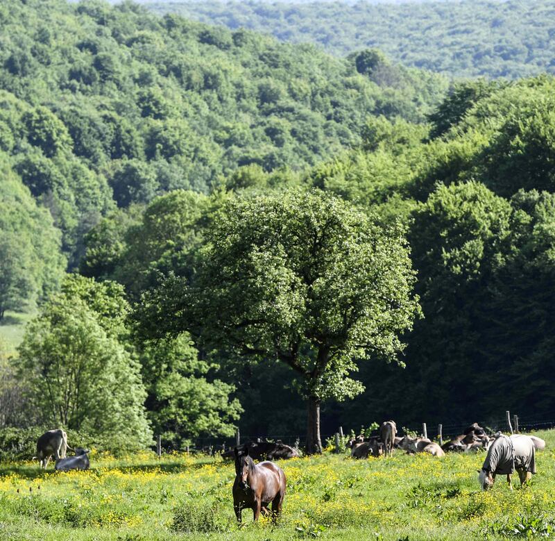 Parc national des forêts de Champagne et Bourgogne, France