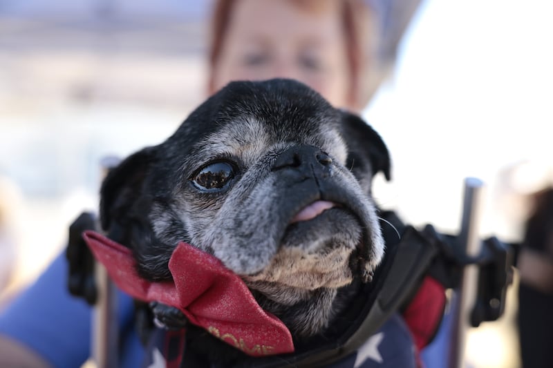 World’s Ugliest Dog contest: Rome, a 14-year-old pug, was runner-up. Photograph: John G Mabanglo/EPA