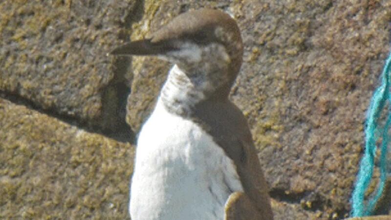 Guillemots breed on coastal cliffs in summer.