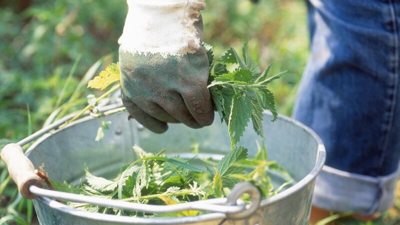 Make liquid feed from young nettles. Photograph: Getty
