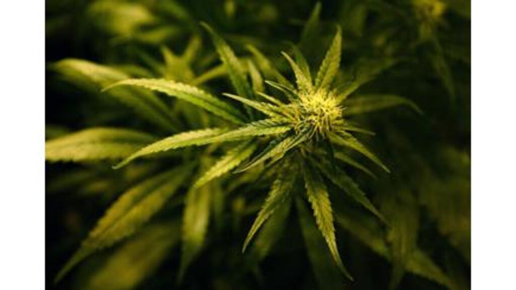 Cannabis plants worth EUR490,000 were seized in Carrick-on-Shannon yesterday.