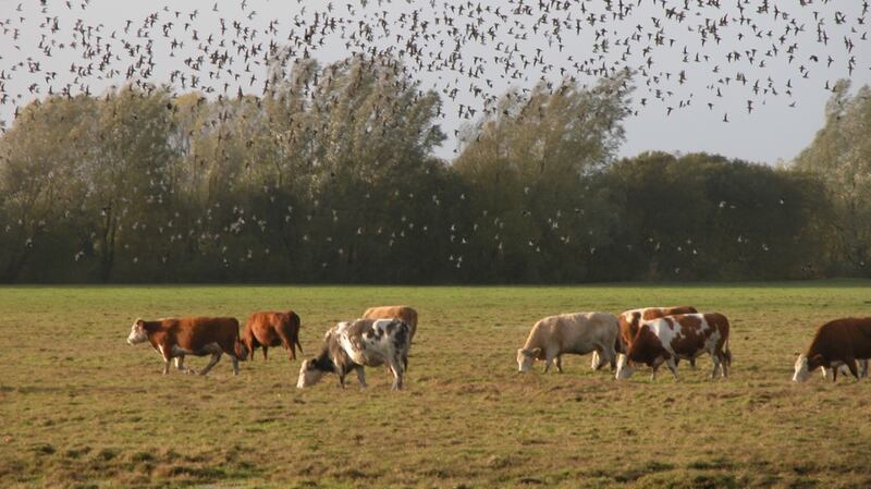 Wildlife on the Shannon Callows. Photograph: