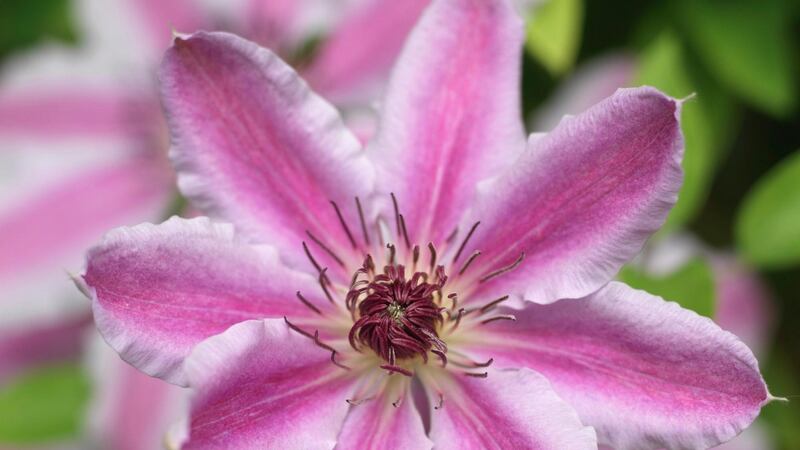 Clematis 'Nelly Moser' Photo Credit Richard Johnston