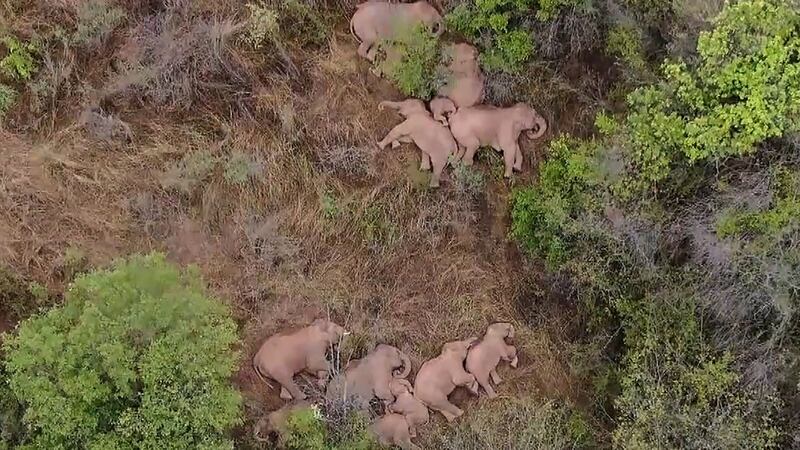 The herd rests in a forest near Kunming, in China’s southwest Yunnan province. Photograph: China Central Television/AFP via Getty