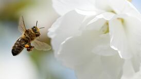 Pollination: How to bringing the buzz back into our countryside, towns and cities