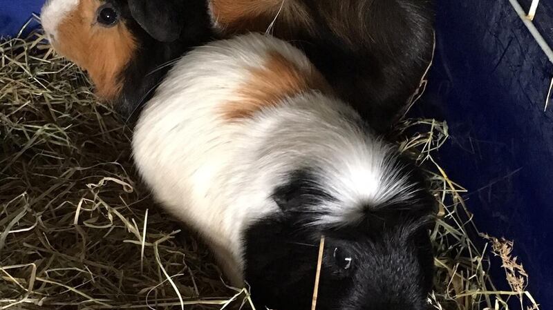 Two of the guinea pigs taken into the care of the ISPCA after being found in an apartment in Cork. Photograph: ISPCA