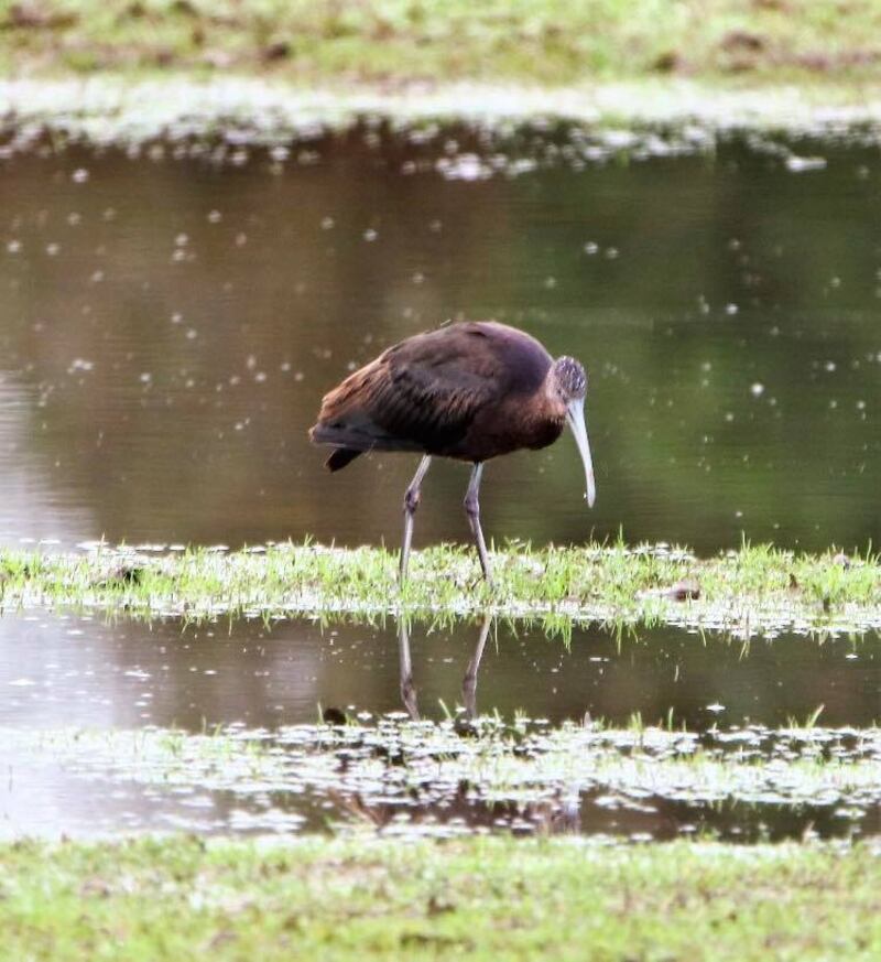 A lone ibis pic in Lough Boora Discovery Park, Co Offaly. Photograph: Philomena Brady
