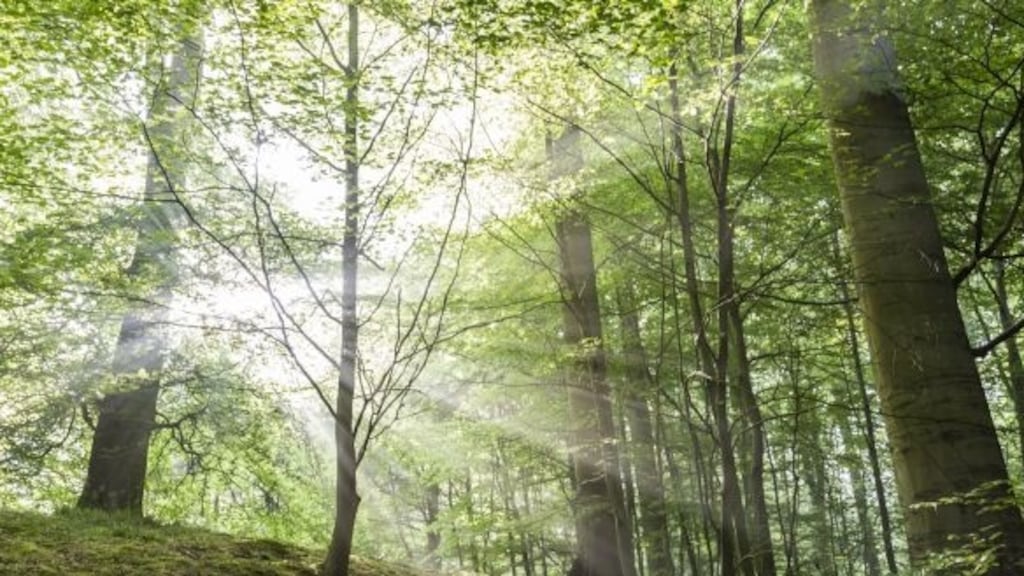 Backlogs in the State’s forestry licensing and appeals system risk plunging the sector into crisis