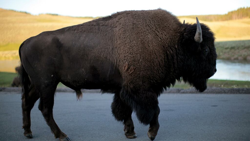 Bison walks in Yellowstone National Park in Wyoming, US. Photograph: Lucy Nicholson/Reuters