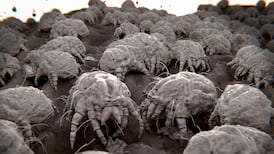 Health tip of the day: Wash your bedclothes