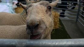 Coronavirus: Kenmare Mart to reopen for first sale in almost three months