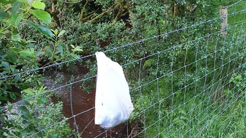 Three new-born puppies had a lucky escape in Co Donegal this week after being stuffed into a plastic bag and thrown towards a river, only for the bag to become caught on barbed wire. Photograph: ISPCA.