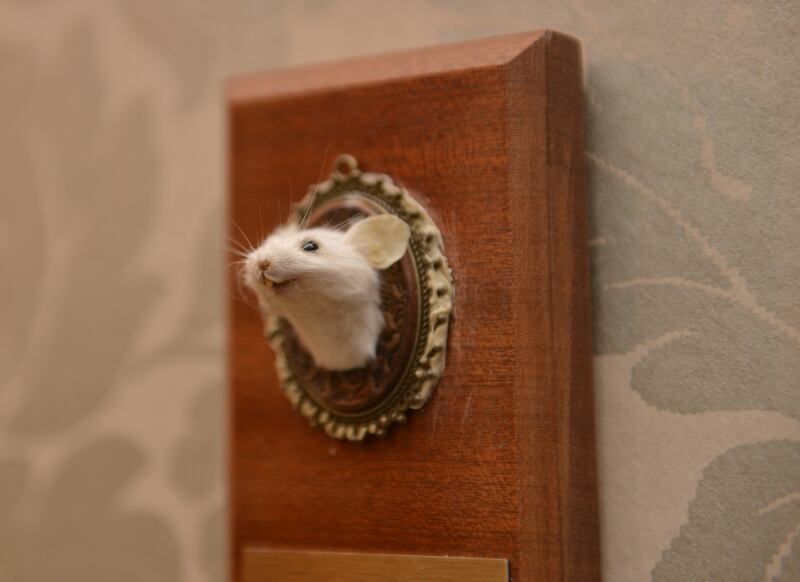 The head of a stuffed mouse, in the entrance hall of the Stephen’s Green Hibernian Club, in Dublin. Photograph: Bryan O’Brien