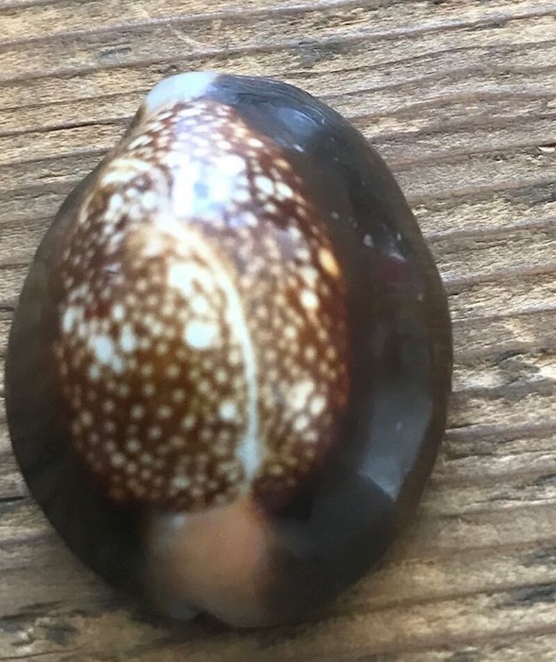 Cowrie shell