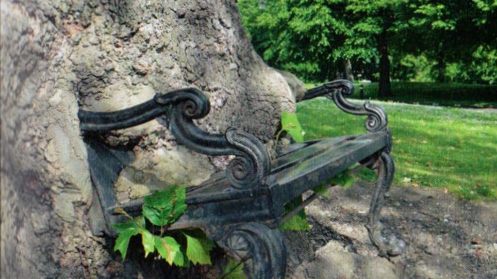 The “hungry tree” apparently steadily consuming a bench in a city park