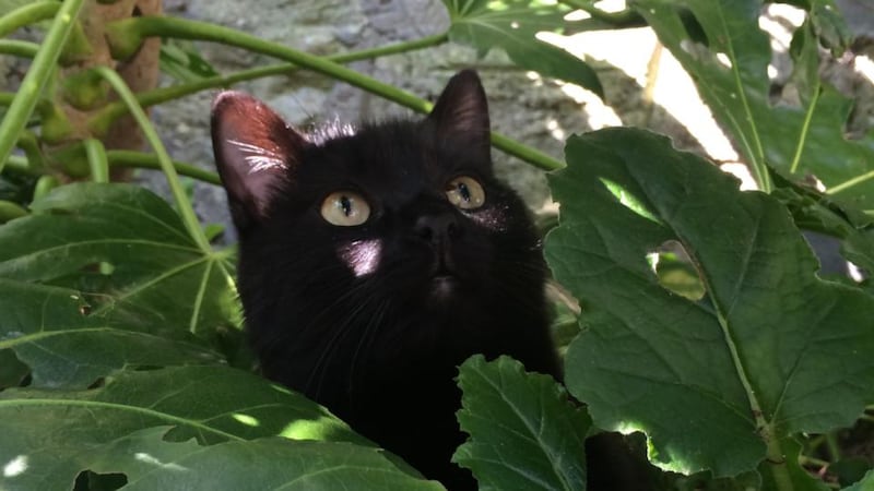 Cats in a flap – An Irishman’s Diary about incompatible pets