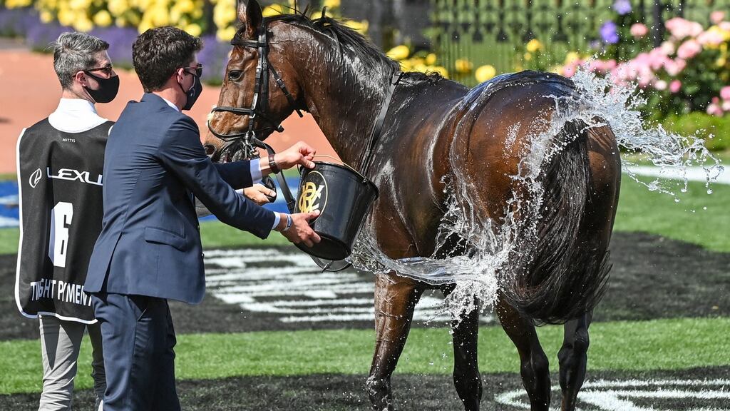 Travelling foreman Mark Power washes down Melbourne Cup winner Twilight Payment. Photograph: Vince Caligiuri/Getty