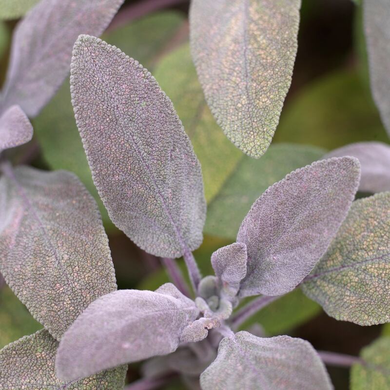 Salvia officinalis ‘Purpurascens’ or purple-leaved sage, is a sun-loving , shrubby culinary herb. Photograph: Richard Johnston