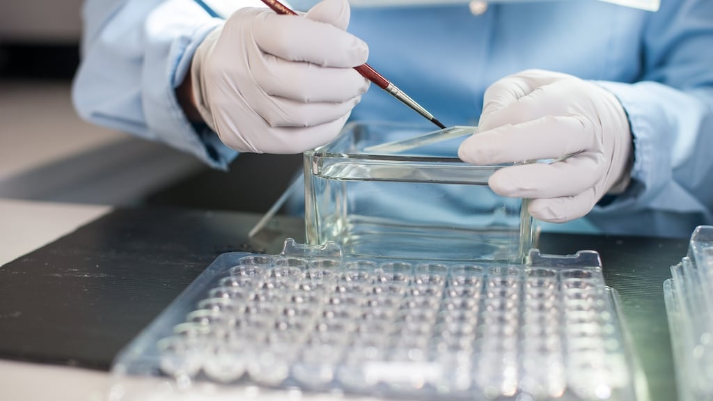 Surmodics, which operates in medical devices and in vitro diagnostics, plans to develop the Ballinasloe operations by investing more than € 7 million in facility development, including the recently acquired building, and creating 100 new jobs above the current base of 32 over the next five years.