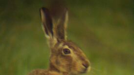Where furry friends run free – An Irishman’s Diary about the ‘Hare’s Corner’