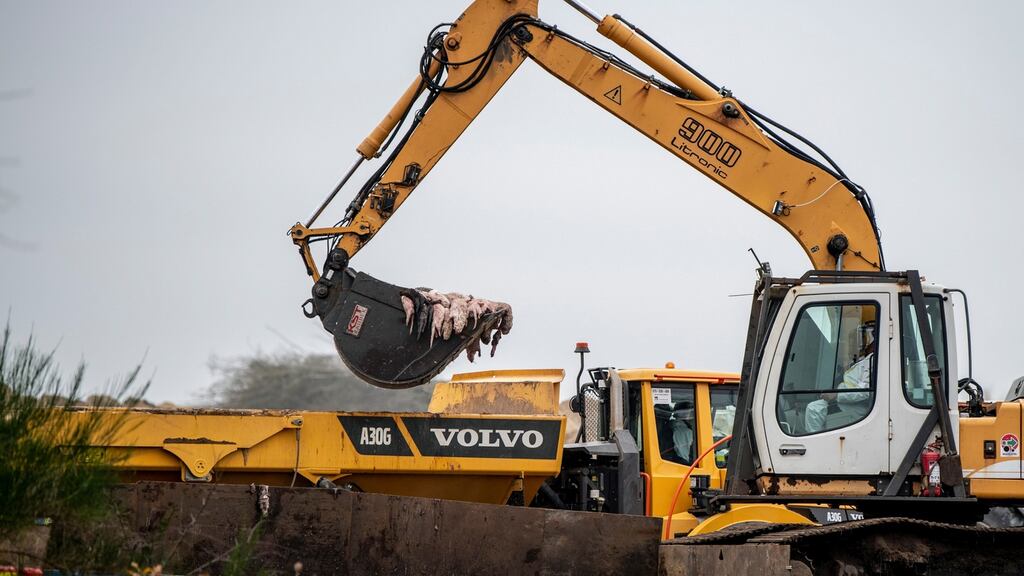 Danish health authorities assisted by members of the armed forces dispose of dead mink in a military area near Holstebro on Monday. Photograph: Morten Stricker/Dagbladet Holstebro Struer/Jysk Fynske Medier/Ritzau Scanpix/EPA