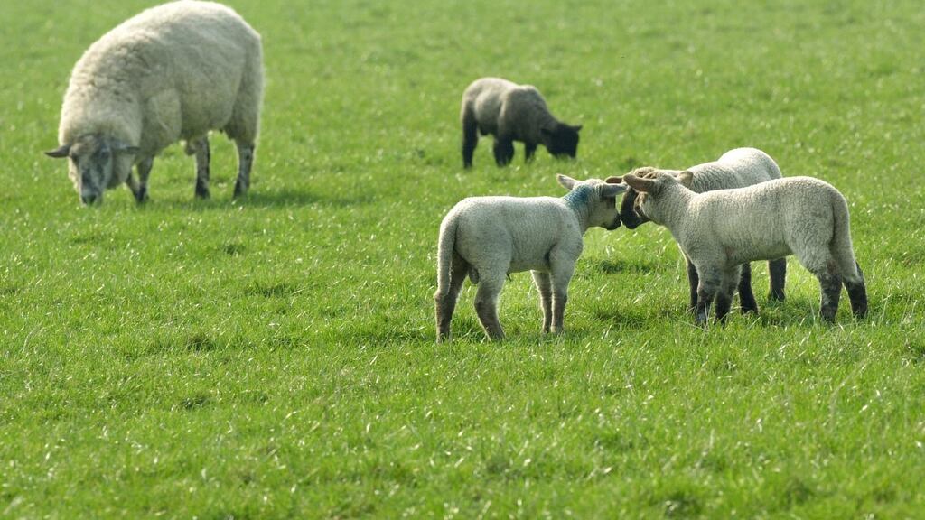 Theft of sheep and cattle affects all regions of Ireland, causing significant problems for the farmers. Photograph: Brenda Fitzsimons