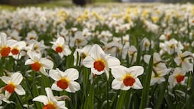 Royal Horticultural Society of Ireland votes to retain ‘royal’ in its name