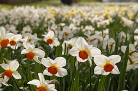 Royal Horticultural Society of Ireland votes to retain ‘royal’ in its name