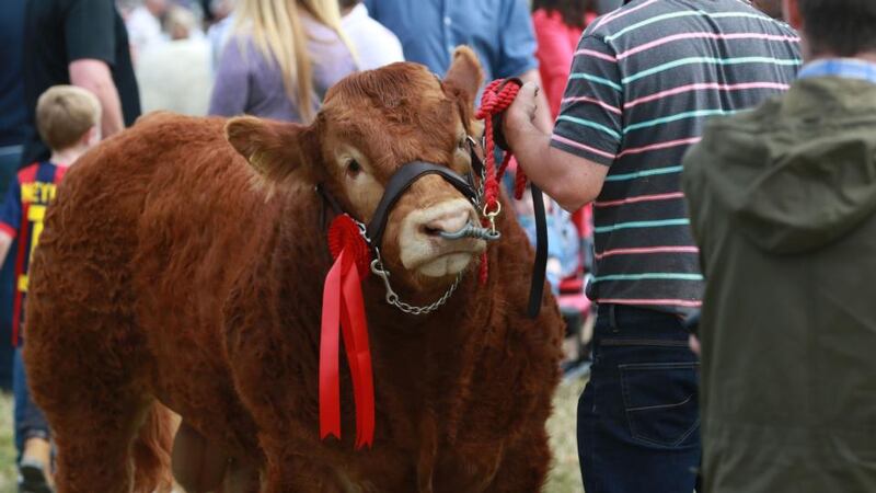 Enjoying the Tullamore Show. Photograph: Nick Bradshaw