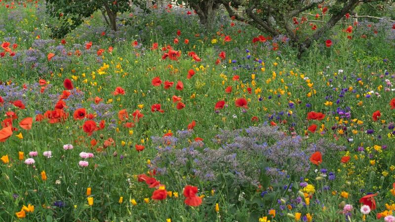 Pictorial meadows in flower in Airfield Gardens in Dundrum, Dublin. Photo credit Richard Johnston
