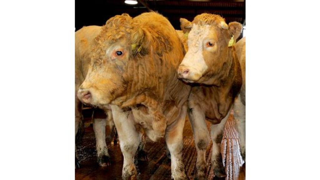 Libya was a valuable market for Irish live cattle exports in the past, taking 81,420 cattle valued at more than EURO 70 million in 1995. Photograph: David Sleator/The Irish Times