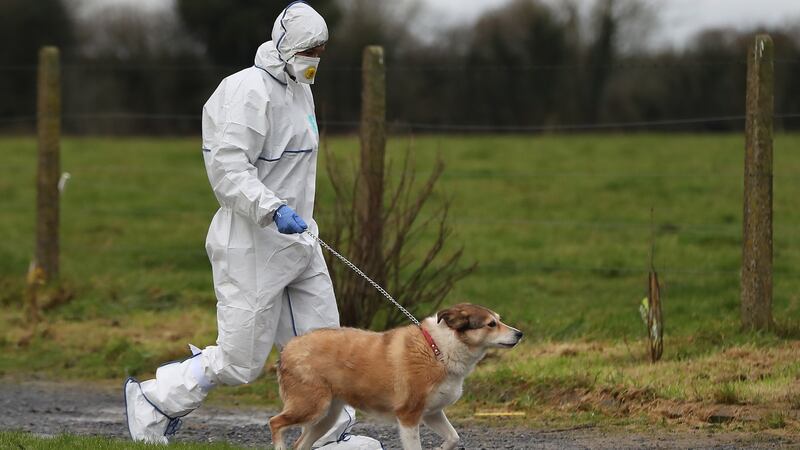 A garda removes a dog from a house in Edenderry, Co Offaly, where a man was stabbed to death. Photograph: Niall Carson/PA
